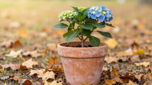 Gartenschere und vertrocknete Hortensie auf Holz – Tipps zum Schneiden von Hortensien im Herbst.